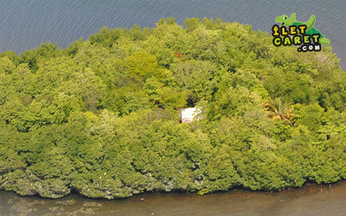 Cabanon de l'îlet Christophe et aigettes dans la mangrove