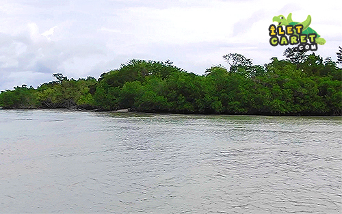 Mangrove îlet fajou