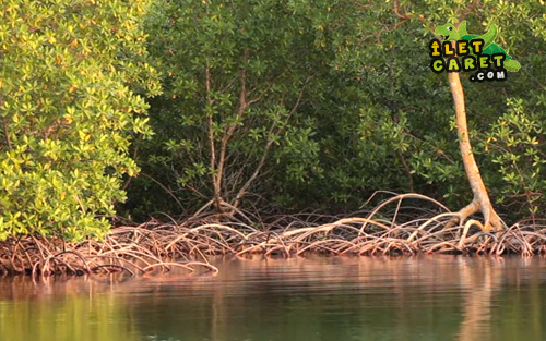 Mangrove ilet Macou