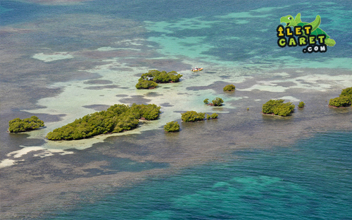 Mangrove de la petite Biche