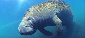 Lamantin