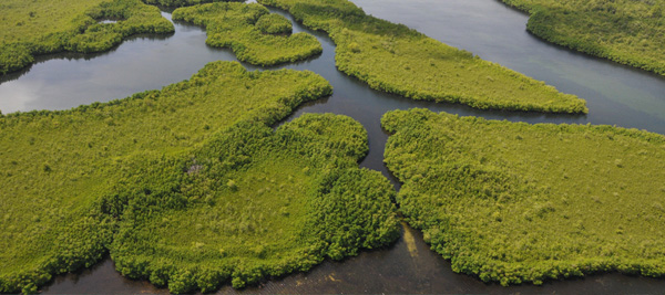 Racines Mangrove