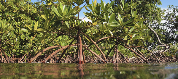 Racines Mangrove