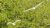 Oiseaux mangrove